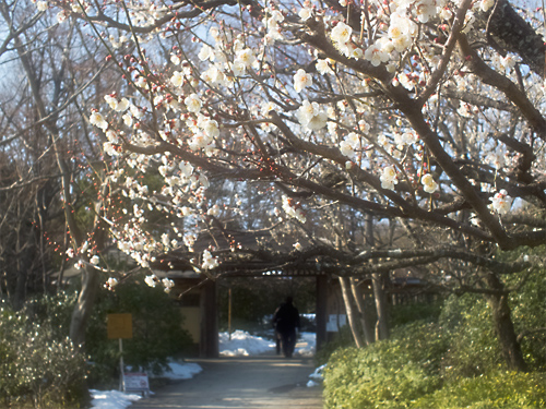 日本庭園入口の白梅