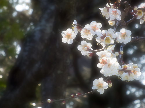 日本庭園内の白梅