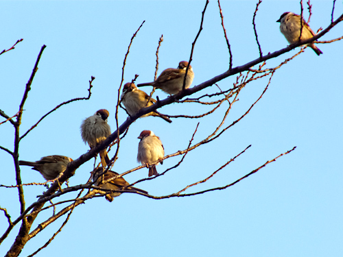 枝にたわわな群雀