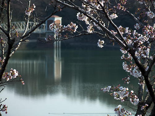 桜と多摩湖（西側）取水塔