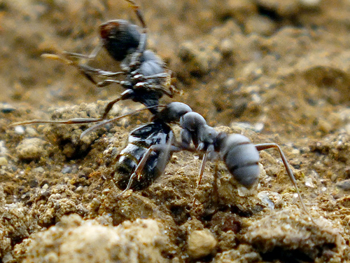 アリを運ぶアリ
