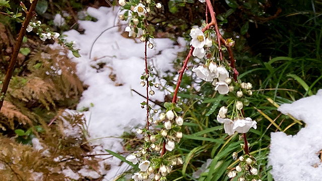 春の雪のユキヤナギ
