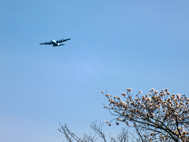 C-130と桜