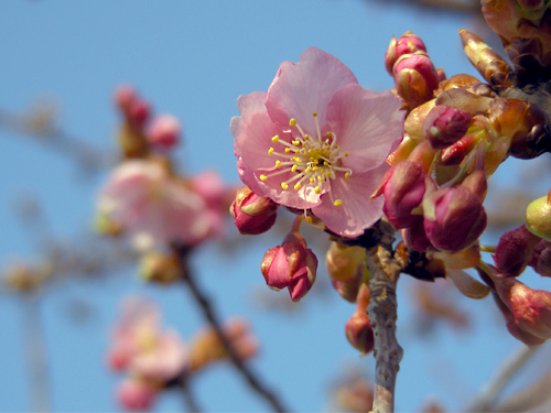 咲いちゃった河津桜