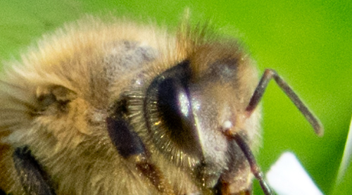 ミツバチの顔アップ