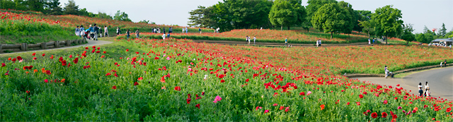 昭和記念公園花の丘シャーレーポピー