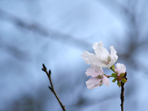 桜狂い咲き