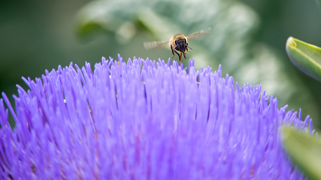 アーティチョークの花とミツバチ