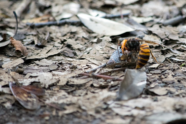 セミを解体するスズメバチ