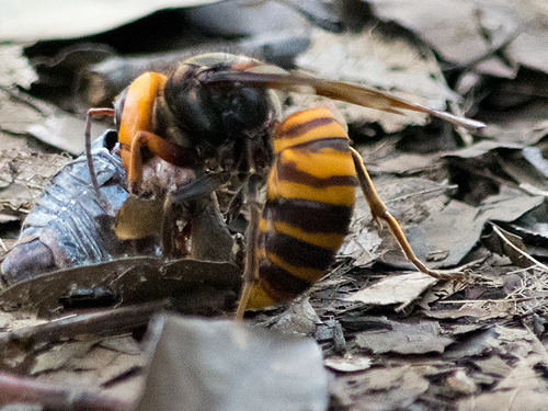 セミを解体するスズメバチ