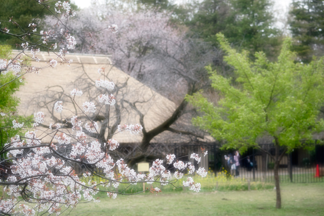 桜と古民家