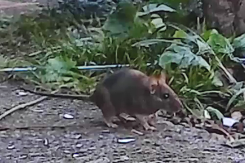 野ネズミ